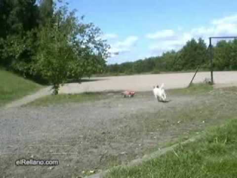 Perro vs coche rc
