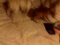 videos de toby and paco are animals