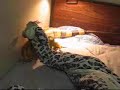 The Horny Iguana The Horny Iguana