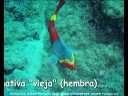Buceo en Playa Chica (Lanzarote). 23 y 24/09/08