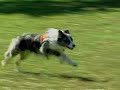 how-to-get-rid-of-canada-geese.html