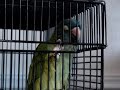 Talking Parrot