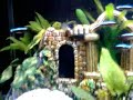 Meu Aquario Plantado de 30 litros  com 1 casal de lebiste, 2 corydoras, 1 cascudo abacaxi e 9 neon 