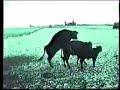 funny cow fall