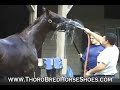Farrier Bob Rynearson unbridled with Susan Kayne