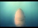 GIVE A SMILE TO SHARKS GIVE A SMILE TO SHARKS