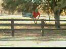 Jumping Pico