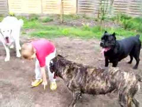 cane corso