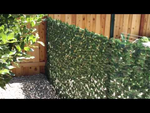 how to grow ivy on a wall