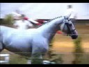 qua�d de cazeneuve m�le aa gris par ryon d'anzex (vendu hn). il est 1er au concours mod�les et allures en 2006 et qualifi� pour le concours national de pompadour o� il est vendu. en 2007 il est 3�me de la qualificative pour le concours etalon de pompadour en septembre o� il est approuv� etalon national. il �voluera pour cette saison sous la selle de gilles pons , avec d�j� de bons r�sultats en cso avant d'entamer sa carri�re cce .
c'est la souche de bella de perse iso 143, d�sica de perse iso 131 + gagnante dressage, avenir de mels etalon national iso 141 + gagnant dressage, emy danfort iso 135, luca combescure iso 134, lorenzo de perse iso 135, boby combescure iso 141, rick combescure iso 143, joly combescure idr 141 ...etc...

-sa m�re :
-gaydge palmaroux femelle aa grise par vassal du defey. 2 pts.tas.                                en 2008 suit�e d'une pouliche par heartbreaker, et pleine de berlin.

elle a �galement produit :
nabucho du serein m�le aa gris par ryon d'anzex vendu � pompadour en 2004 et export� en pologne comme etalon o� ses premiers produits naissent en 2007. il termine 5�me du championnat des 4 ans en 2005 et 7�me du championnat des 5 ans en 2006.

o'ryon de cazeneuve hongre aa gris par ryon d'anzex, vendu � pompadour en 2005. en 2007 il est icc 114 sans participer � la finale car son cavalier nicolas touzaint �tait au championnat d'europe qui se courrait en m�me temps que les finales jeunes chevaux.

reha de cazeneuve femelle aa grise par hermes d'authieux. elle est d�bourr�e et participe au concours de mod�les et allures � 3 ans.  c'est une pouliche dans le sang et avec et du sang, extr�mement chic et se d�pla�ant fort bien. elle est vou�e � �tre mise sur le circuit jeunes chevaux avant d'�tre mise � la reproduction.

sirbreaker cazeneuve m�le aacr bai n� en 2006 par heartbreaker. vendu au sevrage.

unebreaker cazeneuve femelle aacr grise par heartbreaker. elle est destin�e � rester � l'�levage afin de perp�tuer le bon sang de sa m�re.