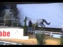 qua�d de cazeneuve m�le aa gris par ryon d'anzex (vendu hn). il est 1er au concours mod�les et allures en 2006 et qualifi� pour le concours national de pompadour o� il est vendu. en 2007 il est 3�me de la qualificative pour le concours etalon de pompadour en septembre o� il est approuv� etalon national. il �voluera pour cette saison sous la selle de gilles pons , avec d�j� de bons r�sultats en cso avant d'entamer sa carri�re cce .
c'est la souche de bella de perse iso 143, d�sica de perse iso 131 + gagnante dressage, avenir de mels etalon national iso 141 + gagnant dressage, emy danfort iso 135, luca combescure iso 134, lorenzo de perse iso 135, boby combescure iso 141, rick combescure iso 143, joly combescure idr 141 ...etc...

-sa m�re :
-gaydge palmaroux femelle aa grise par vassal du defey. 2 pts.tas.                                en 2008 suit�e d'une pouliche par heartbreaker, et pleine de berlin.

elle a �galement produit :
nabucho du serein m�le aa gris par ryon d'anzex vendu � pompadour en 2004 et export� en pologne comme etalon o� ses premiers produits naissent en 2007. il termine 5�me du championnat des 4 ans en 2005 et 7�me du championnat des 5 ans en 2006.

o'ryon de cazeneuve hongre aa gris par ryon d'anzex, vendu � pompadour en 2005. en 2007 il est icc 114 sans participer � la finale car son cavalier nicolas touzaint �tait au championnat d'europe qui se courrait en m�me temps que les finales jeunes chevaux.

reha de cazeneuve femelle aa grise par hermes d'authieux. elle est d�bourr�e et participe au concours de mod�les et allures � 3 ans.  c'est une pouliche dans le sang et avec et du sang, extr�mement chic et se d�pla�ant fort bien. elle est vou�e � �tre mise sur le circuit jeunes chevaux avant d'�tre mise � la reproduction.

sirbreaker cazeneuve m�le aacr bai n� en 2006 par heartbreaker. vendu au sevrage.

unebreaker cazeneuve femelle aacr grise par heartbreaker. elle est destin�e � rester � l'�levage afin de perp�tuer le bon sang de sa m�re.