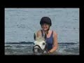 Inveraray Argyll Scotland Students Swimming with Horses Inveraray Argyll Scotland Students Swimming with Horses