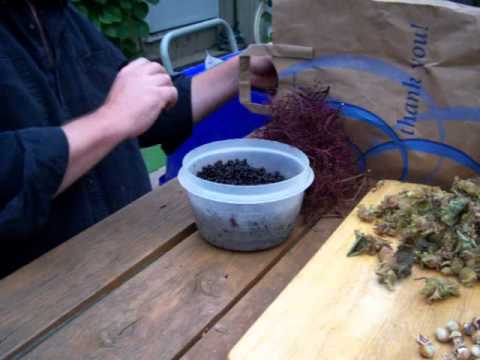 how to harvest elderberries