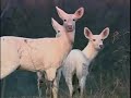 White Deer Herd in NY