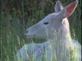 White Deer Herd in NY