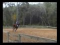 Angel in the Night: video of me and some of my horses