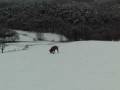 videos de Chuma, my Rhodesian Ridgeback