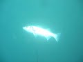 PESCA SUMARINA LUBINA/ROBALO