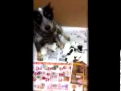 Whitehouseheelers.com-254-785-2515