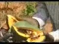 Farjano farm in Mudug Somalia