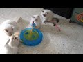 Sweet birman kittens playing