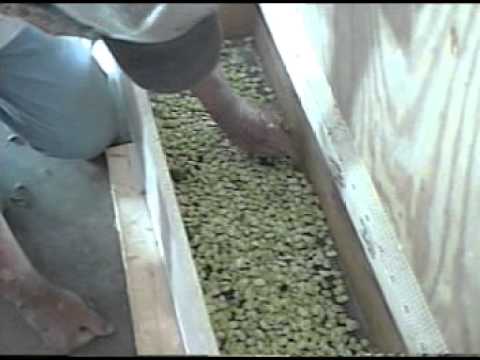 how to fertilize butter beans