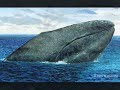 The Raven and the Whale