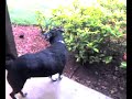 Malibu playing in heavy rain t-storm