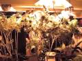 cannibas college