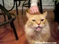 Un chat qui miaule.... bizarrement