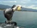 Bird in LA eating itself (sort of)