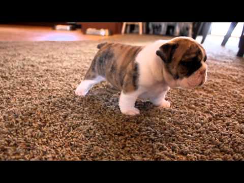 Puppies Youtubefunny on English Bulldog Puppies Are So Adorable  Share On Your Facebook Wall