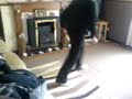 Tizer Jumpstyling