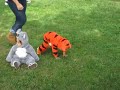 Tigger