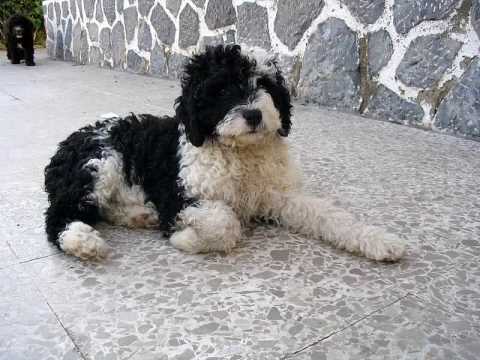 perro de agua español