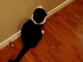 Mr. Q-tip - The Crazy Cat