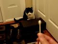 Mr. Q-tip - The Crazy Cat 1/3