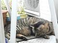 neko chat neko chat