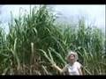 マダムマサコ石垣島『真夏の砂糖キビ畑』Madam Masako Ishigaki-jima Island sugar