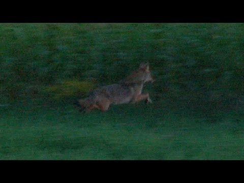 how to locate coyotes