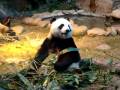 Hong Kong Panda