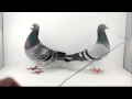 Racing Pigeon ��:YouTube������=618��