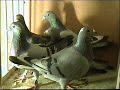 (1)Młode2005r.RASA KULBACKI;Hodowla Kulbacki,www.Kulbacki.de
