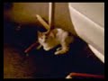 killer catty