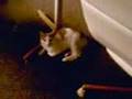 killer catty