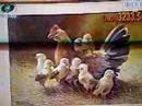 Leil�o Gua�ba