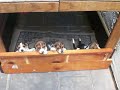 beagles puppies barking