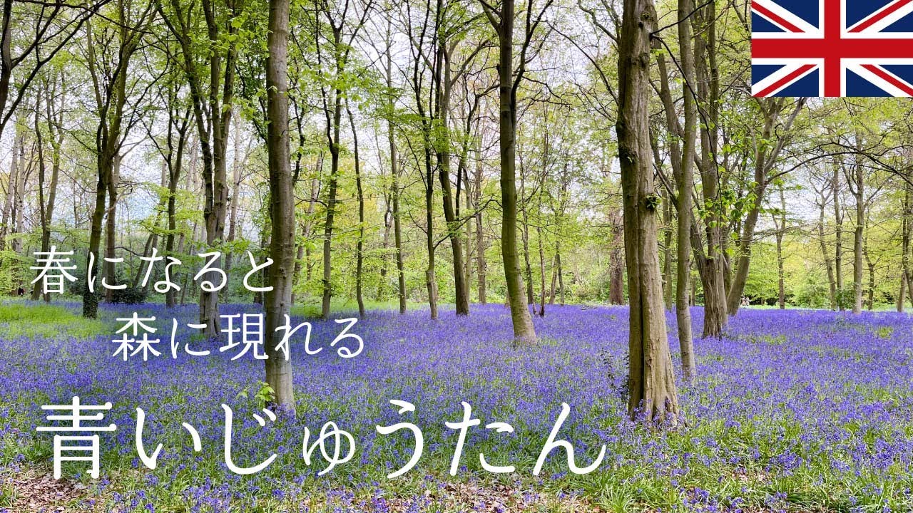 英国で愛される春の花 ブルーベルの森