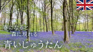 英国で愛される春の花｜ブルーベルの森