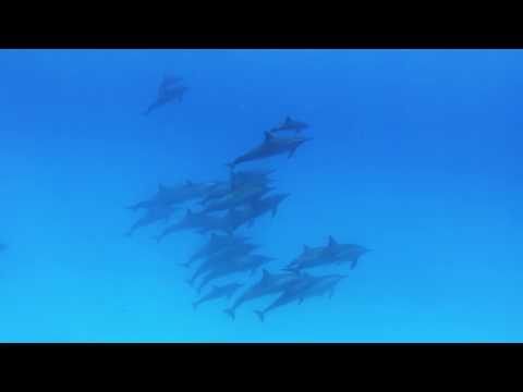 sataya et la baie des dauphins